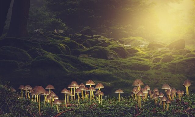 forêt-de-champignons-nature